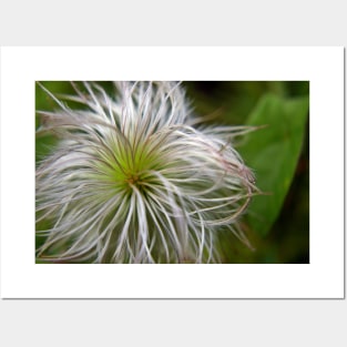 Fluffy Allium Natural Posters and Art